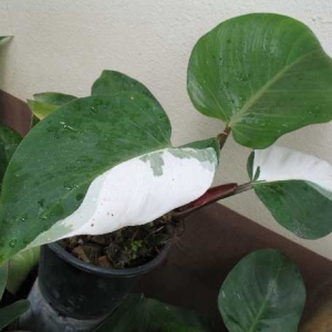 philodendron.whiteknight