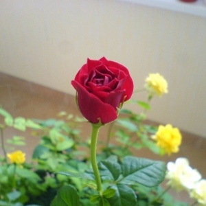 dsc01171