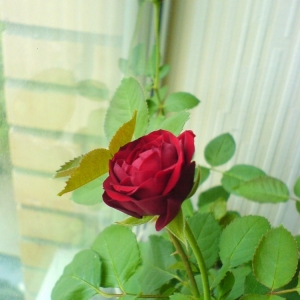 dsc01172