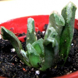 С haworthia truncata hubr