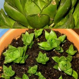 С haworthia cuspidata