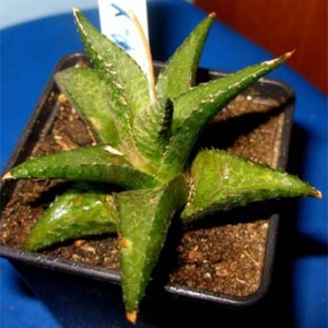 С Н tesselata x  Н limifolia