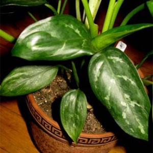 аглаша elegans