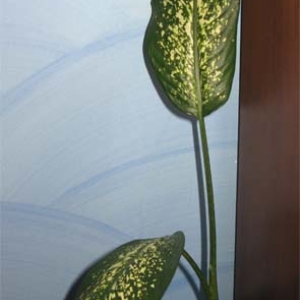 дифа maculata
