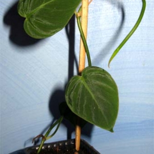 фил andreanum devans