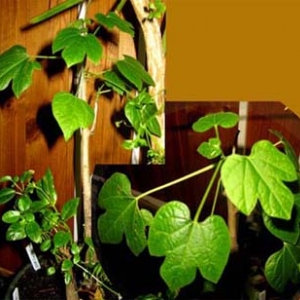 000 Гирокарпус gyrocarpus