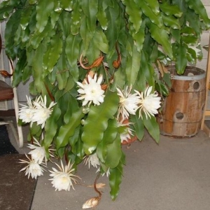 epiphyllum oxypetalum