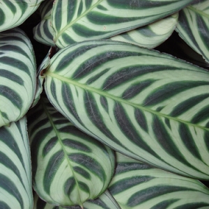 maranta prayer plant