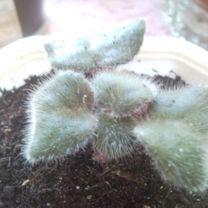 фиалка с подкрученными листами