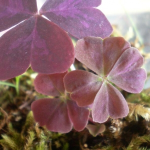 Копия sany1502ум