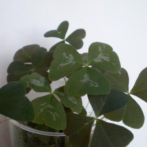 Копия sany1524ум