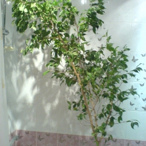 dsc01236