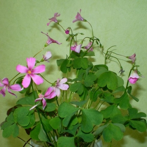 Копия sany1862 кислица