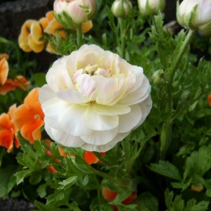 sl734447