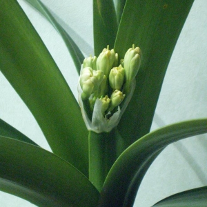 sany2100 уменьшеная