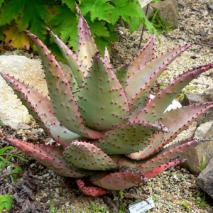 aloe marlothii