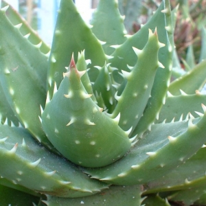 aloe mitriformis