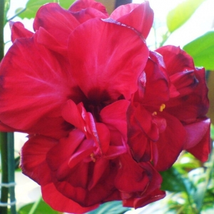 dsc01343