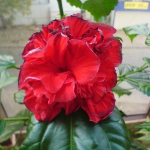 dsc01348