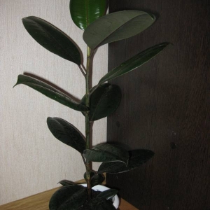 img 0791