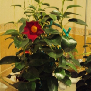 Изображение 304