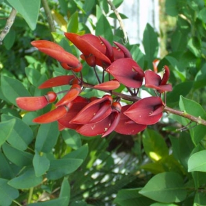 erythrina crista-galli