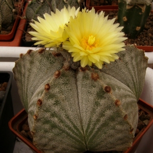 astrophytum myriostigma san antonio ‘zebra’