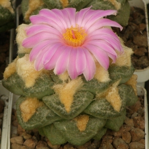 ariocarpus fissuratus