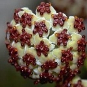 hoya kerrii