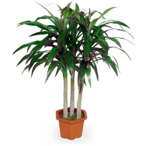 dracena