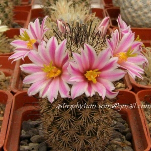 mammillaria blossfeldiana