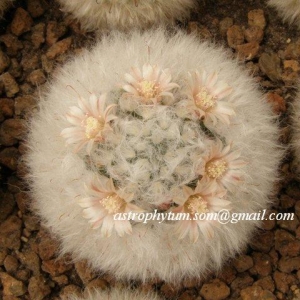 mammillaria bocasana v. multilanata