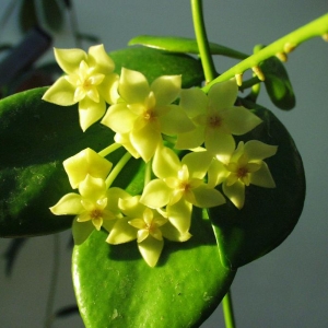 hoya diptera-06-03-23-7