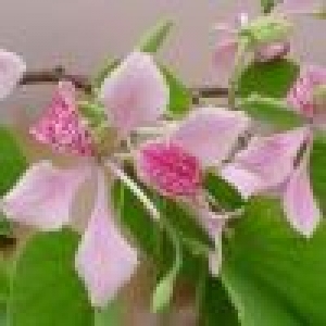 bauhinia monandra thm