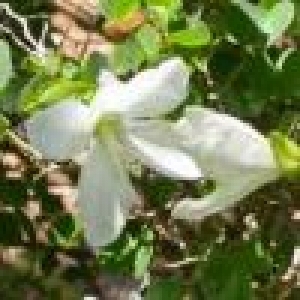 bauhinia natalensis1 thm