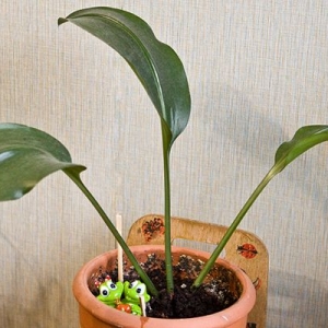 цветочек-img 7983