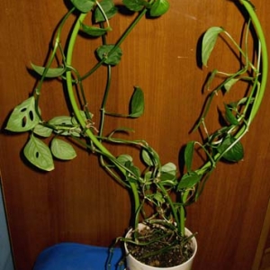108 monstera oblique