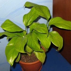 110 Монстера acuminata