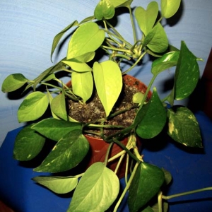 114 115 epipremnums aureum и golden pothos