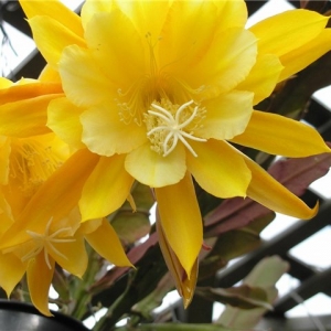 epiphyllum morning sunshine