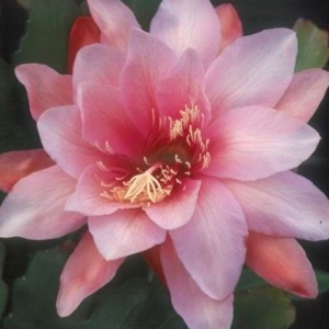pink organdi