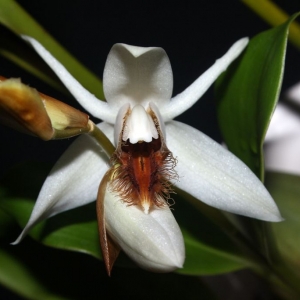 coelogyne barbata