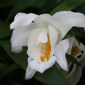 coelogyne cristata