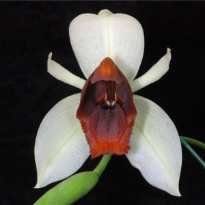 coelogyne usitana