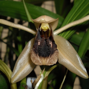 coelogyne xyrekes