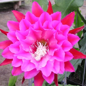 hybrid-epiphyllum