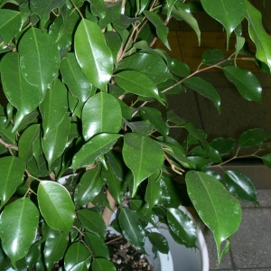 ficus benjamina2