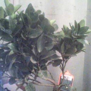 dsc00016