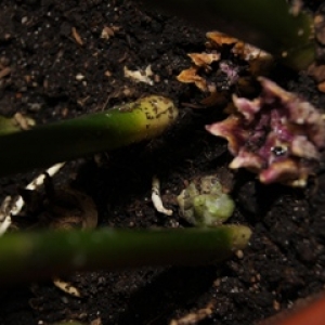 dsc00301