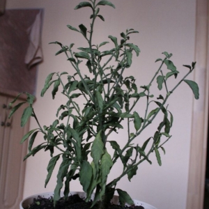 mg 0124